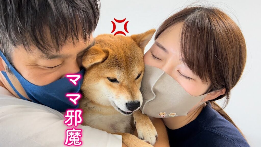 豆柴福ちゃん富くん