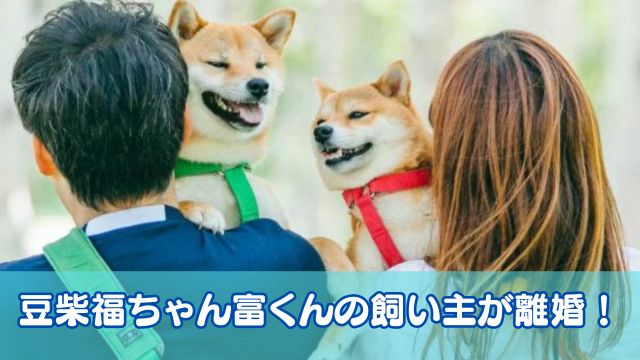 豆柴福ちゃん富くんの飼い主が離婚！価値観の違いが原因？真相や今後の動きも調査！